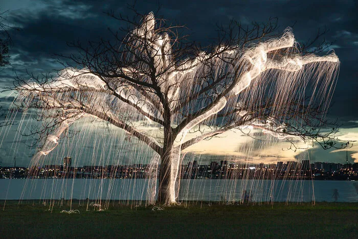 Photographer Captured 35 Enchanting Pictures Of Trees Filled With Sparkles Of Light