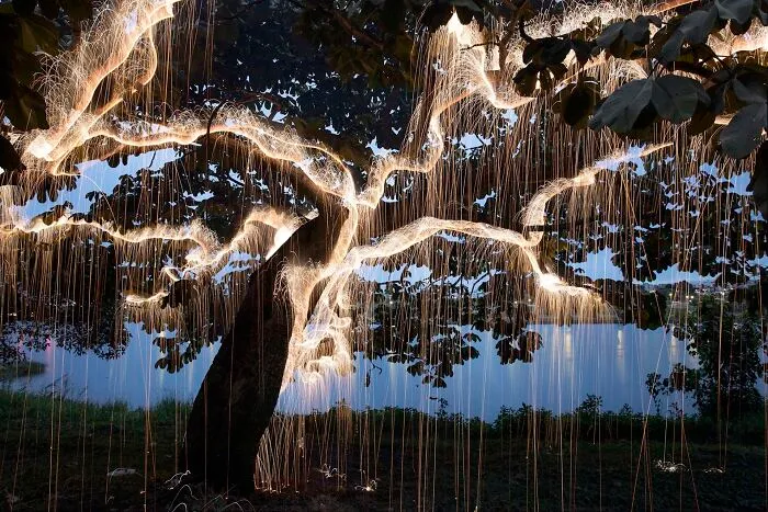 Photographer Captured 35 Enchanting Pictures Of Trees Filled With Sparkles Of Light