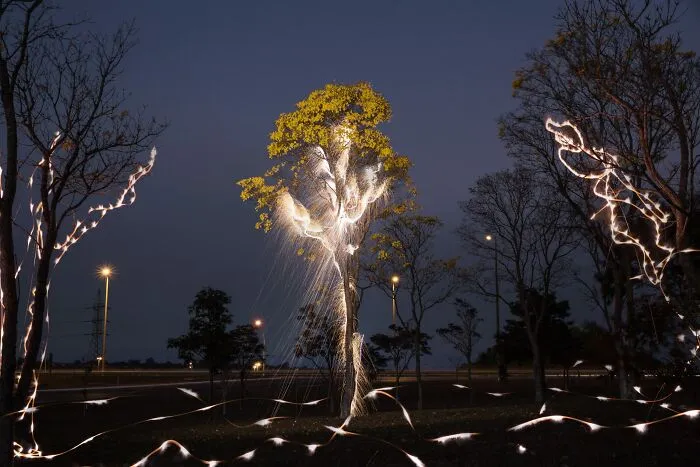 Photographer Captured 35 Enchanting Pictures Of Trees Filled With Sparkles Of Light