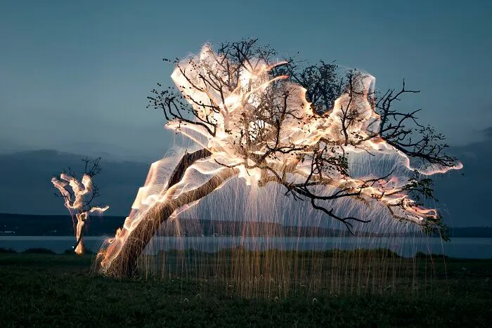 Photographer Captured 35 Enchanting Pictures Of Trees Filled With Sparkles Of Light