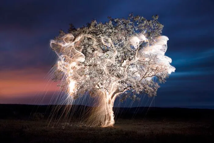 Photographer Captured 35 Enchanting Pictures Of Trees Filled With Sparkles Of Light