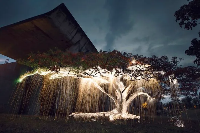 Photographer Captured 35 Enchanting Pictures Of Trees Filled With Sparkles Of Light