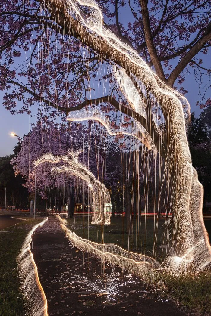 Photographer Captured 35 Enchanting Pictures Of Trees Filled With Sparkles Of Light