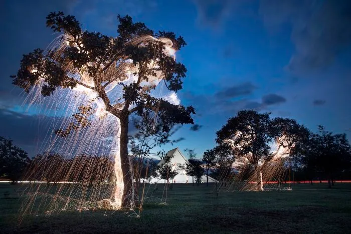 Photographer Captured 35 Enchanting Pictures Of Trees Filled With Sparkles Of Light