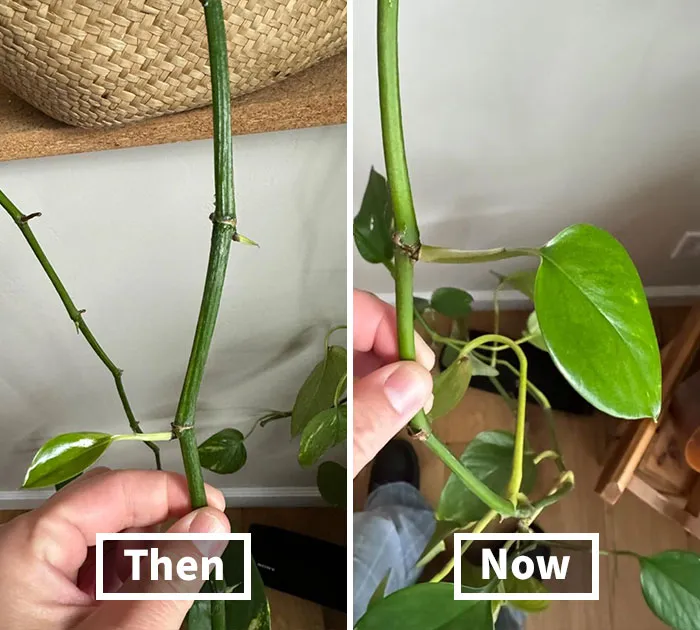 <span Style="Font: Inherit; Color: #d74b1f;"> Miracle Growth Paste</Span>:  The Plant Whisperer That Coaxes New Growth And Abundant Blooms