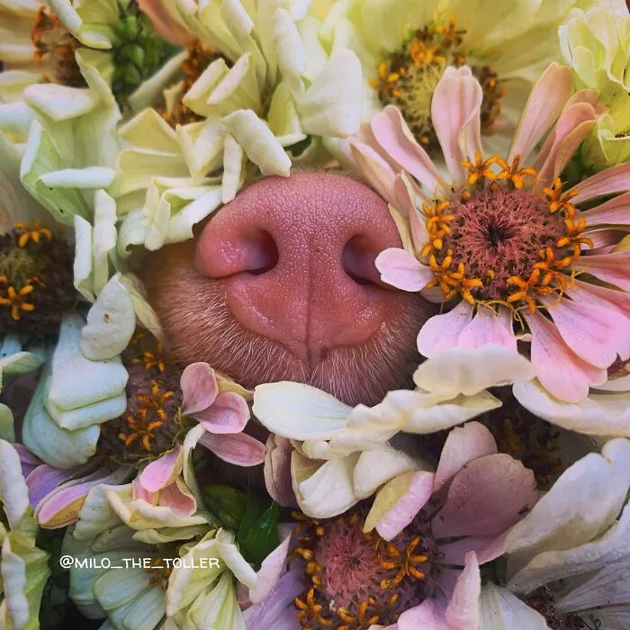 Meet Milo, The Charming Dog King Of Butterflies, Captured In Cute Garden Photos (37 Pics)