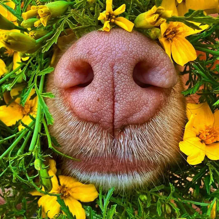 Meet Milo, The Charming Dog King Of Butterflies, Captured In Cute Garden Photos (37 Pics)