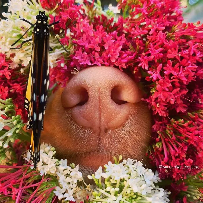 Meet Milo, The Charming Dog King Of Butterflies, Captured In Cute Garden Photos (37 Pics)