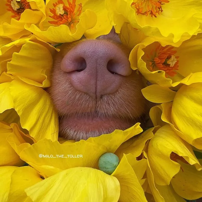 Meet Milo, The Charming Dog King Of Butterflies, Captured In Cute Garden Photos (37 Pics)