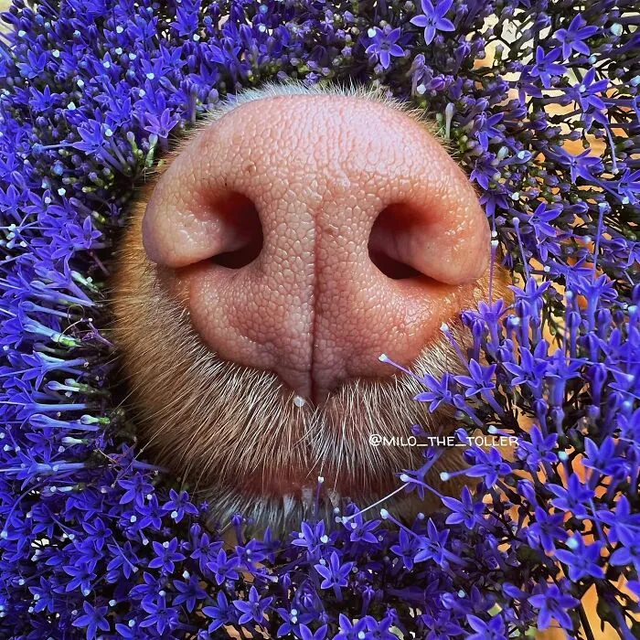 Meet Milo, The Charming Dog King Of Butterflies, Captured In Cute Garden Photos (37 Pics)