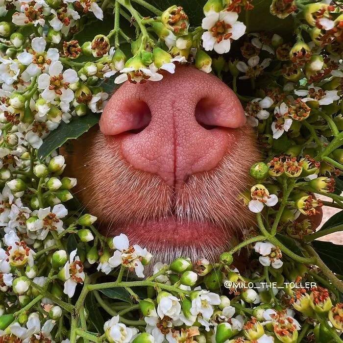 Meet Milo, The Charming Dog King Of Butterflies, Captured In Cute Garden Photos (37 Pics)
