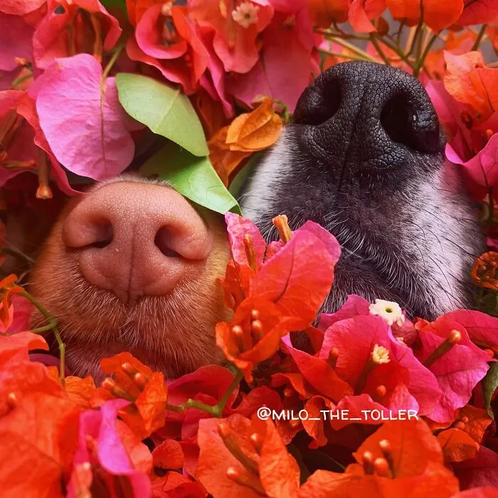 Meet Milo, The Charming Dog King Of Butterflies, Captured In Cute Garden Photos (37 Pics)