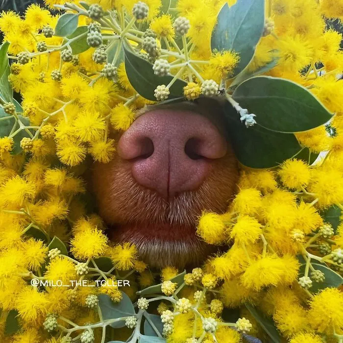 Meet Milo, The Charming Dog King Of Butterflies, Captured In Cute Garden Photos (37 Pics)