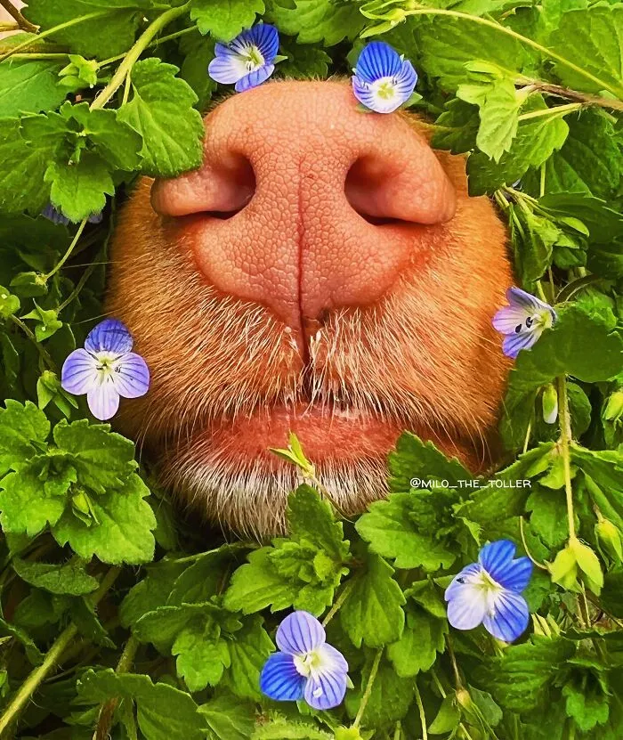 Meet Milo, The Charming Dog King Of Butterflies, Captured In Cute Garden Photos (37 Pics)
