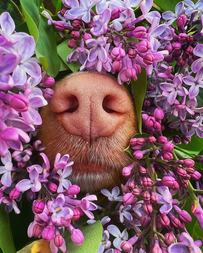 Meet Milo, The Charming Dog King Of Butterflies, Captured In Cute Garden Photos (37 Pics)