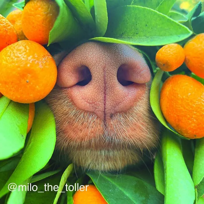 Meet Milo, The Charming Dog King Of Butterflies, Captured In Cute Garden Photos (37 Pics)