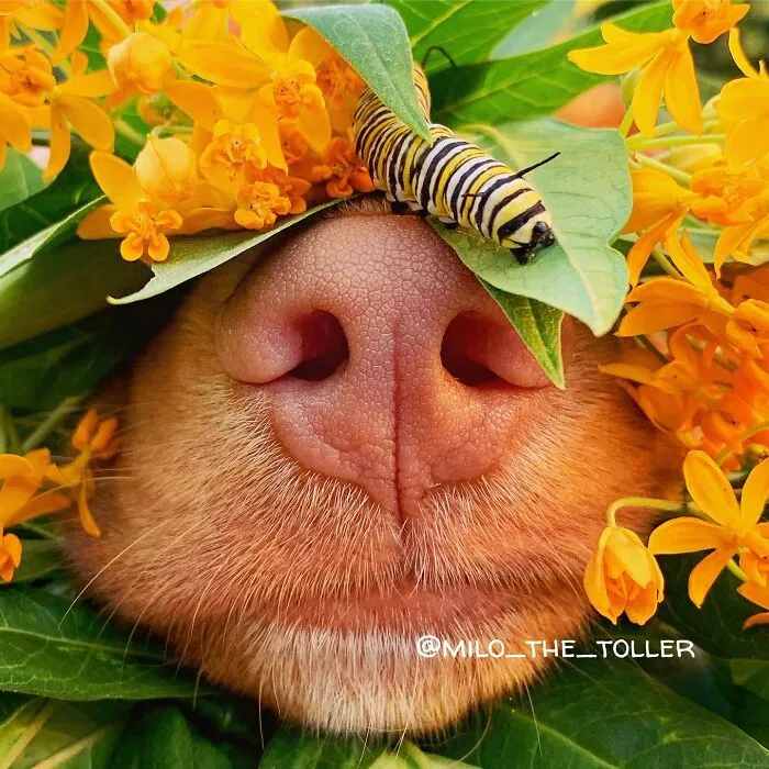 Meet Milo, The Charming Dog King Of Butterflies, Captured In Cute Garden Photos (37 Pics)