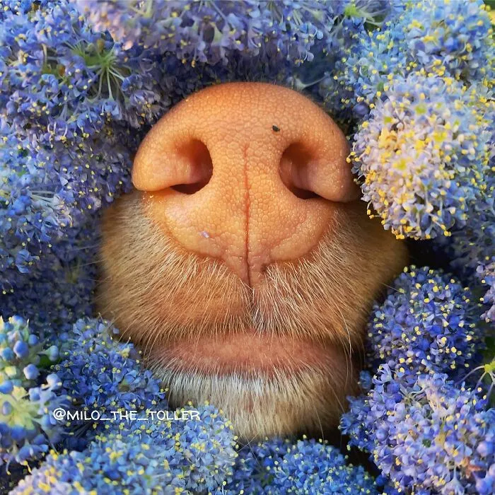 Meet Milo, The Charming Dog King Of Butterflies, Captured In Cute Garden Photos (37 Pics)