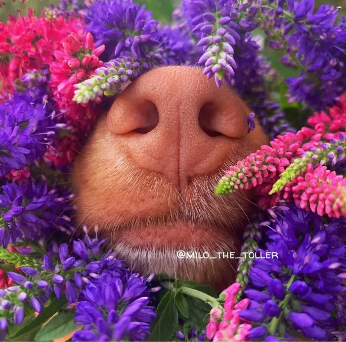 Meet Milo, The Charming Dog King Of Butterflies, Captured In Cute Garden Photos (37 Pics)