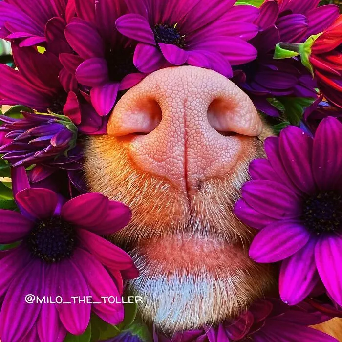 Meet Milo, The Charming Dog King Of Butterflies, Captured In Cute Garden Photos (37 Pics)
