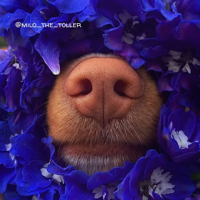 Meet Milo, The Charming Dog King Of Butterflies, Captured In Cute Garden Photos (37 Pics)