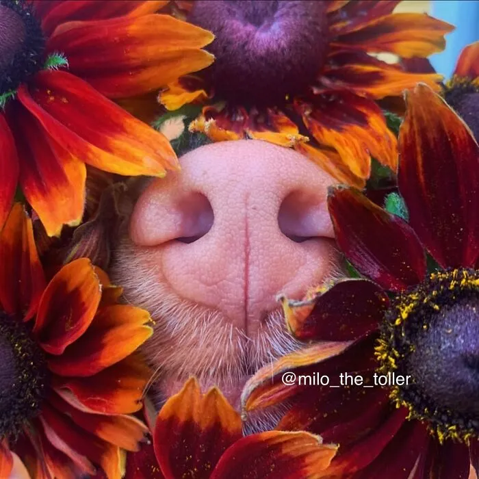 Meet Milo, The Charming Dog King Of Butterflies, Captured In Cute Garden Photos (37 Pics)