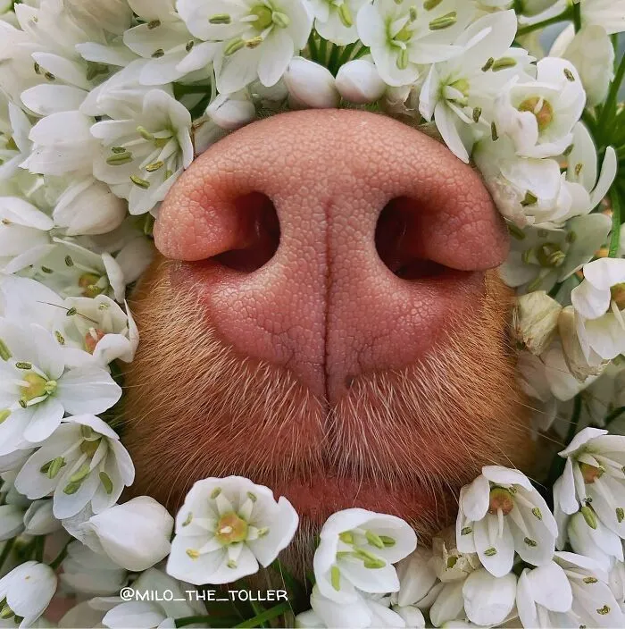 Meet Milo, The Charming Dog King Of Butterflies, Captured In Cute Garden Photos (37 Pics)
