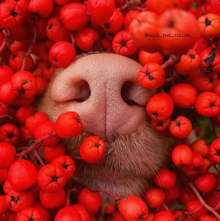 Meet Milo, The Charming Dog King Of Butterflies, Captured In Cute Garden Photos (37 Pics)