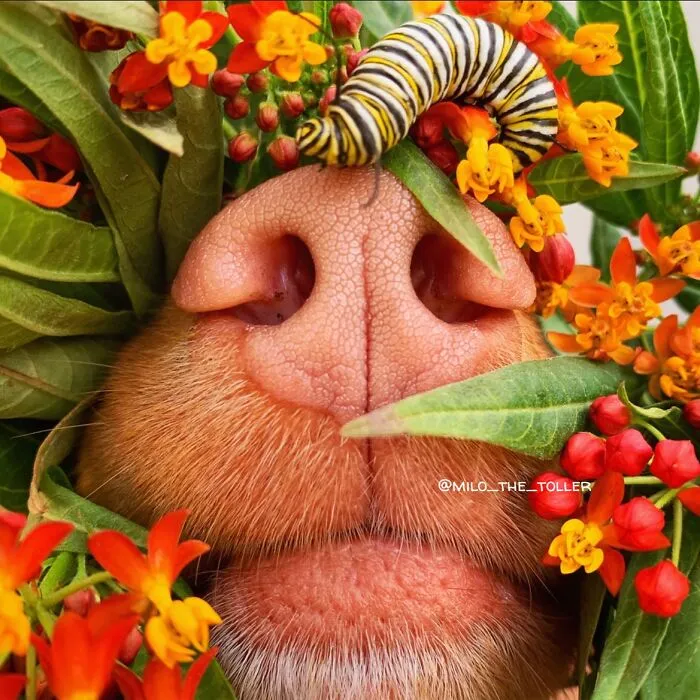Meet Milo, The Charming Dog King Of Butterflies, Captured In Cute Garden Photos (37 Pics)