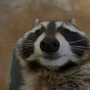 trash panda