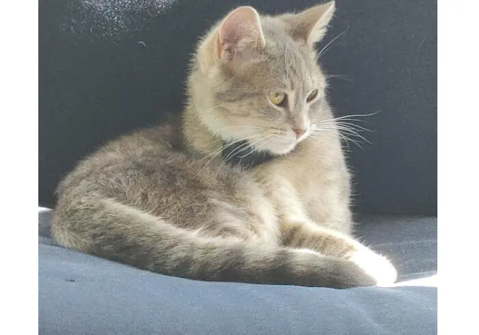 This Is Jovie.  Her Eyes Are Way Too Big For Her Head And She Is Incredibly Weird.  She Likes To Pretend She Doesn't Exist Until She Desperately Needs Something, Then She's The Only Thing That Exists