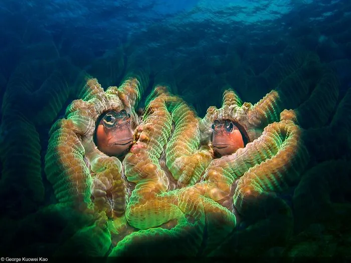 Big And Small Underwater Faces, 2nd Place: George Kuowei Kao