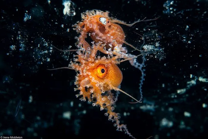 Big And Small Underwater Faces, 3rd Place: Irene Middleton (New Zealand)