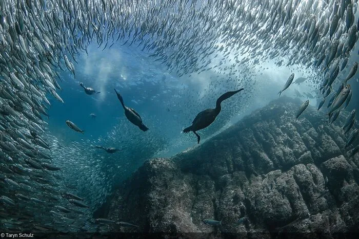Underwater Seascapes, Winner: Taryn Schulz (Canada)