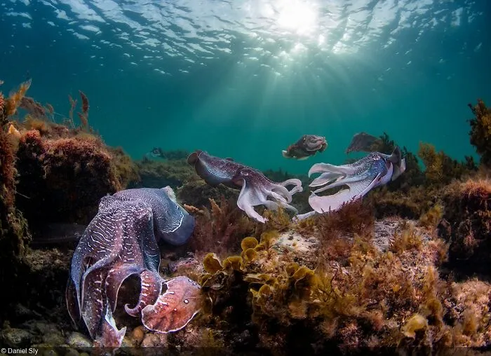 Underwater Seascapes, 2nd Place: Daniel Sly (Australia)