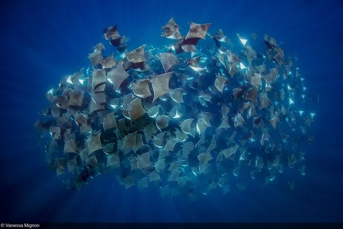 Underwater Seascapes, 3rd Place: Vanessa Mignon (Australia)