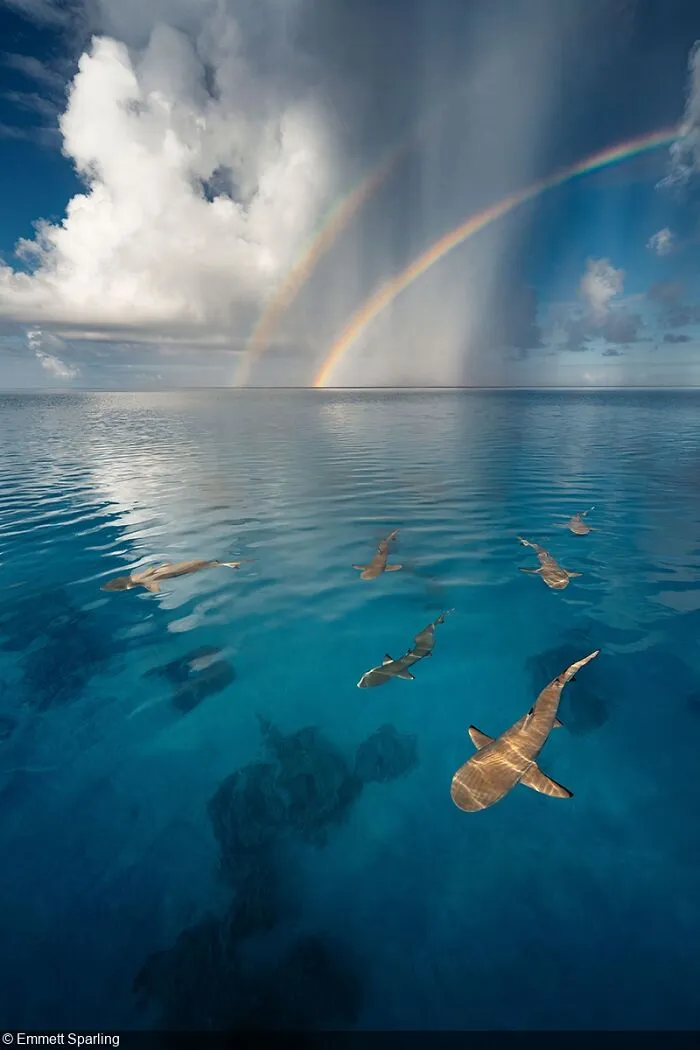 Above Water Seascapes, 2nd Place: Emmett Sparling (Canada)
