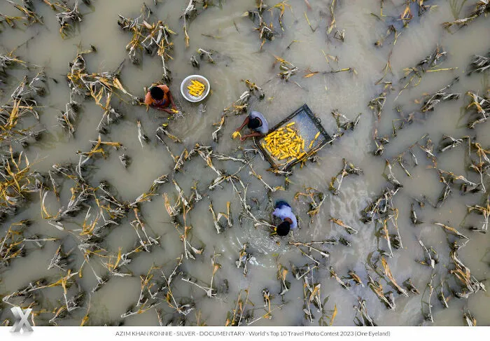 "Harvesting Corn Into The Flood Water" By Azim Khan Ronnie