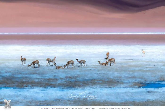 "Mark Rotho And The Vicunas" By Luiz Paolo Grinberg