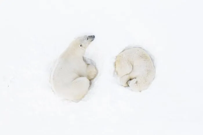 “A Polar Romance” By Florian Ledoux (France)