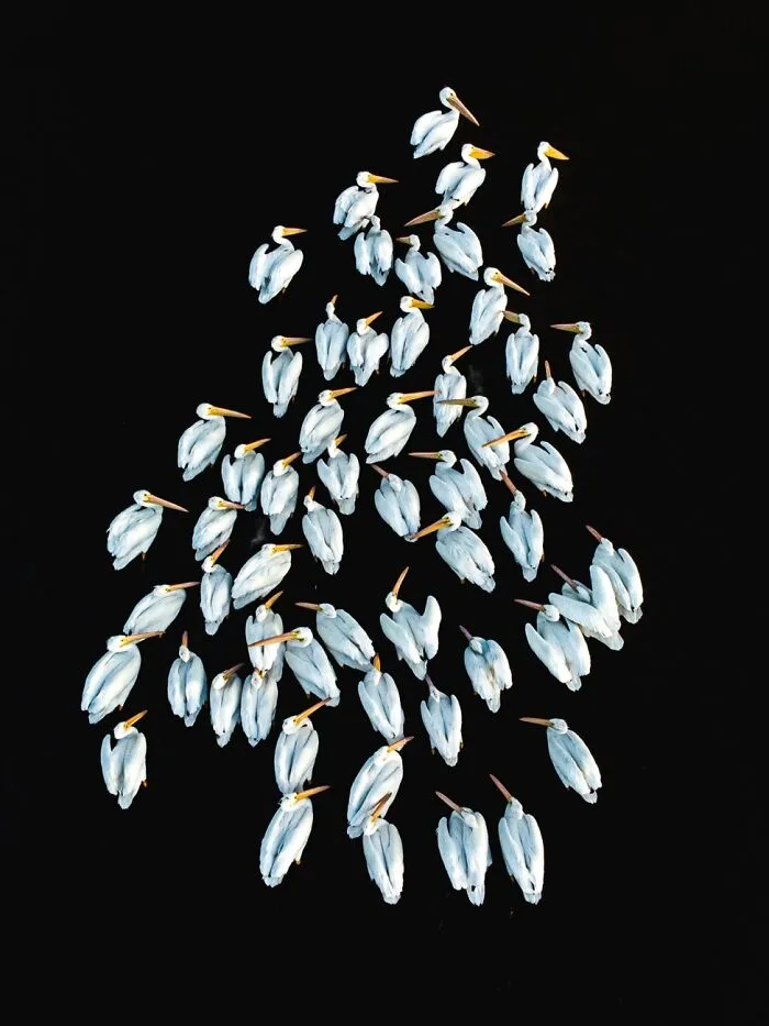 “Pelicanos Blancos” By Guillermo Soberón (Mexico)
