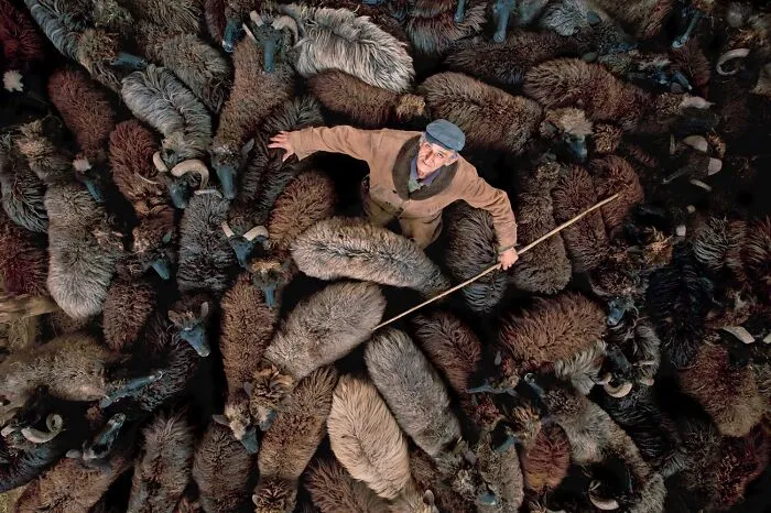 “Shepherd With Herd” By Ivo Danchev (Bulgaria)