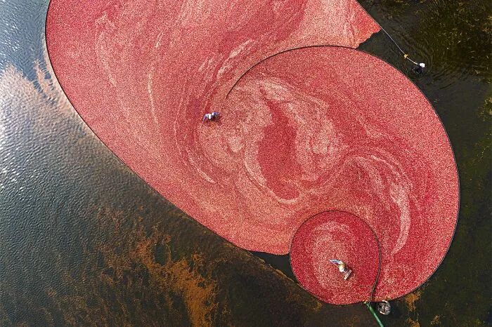 “Cranberry Harvest” By Brad Weiner (USA)