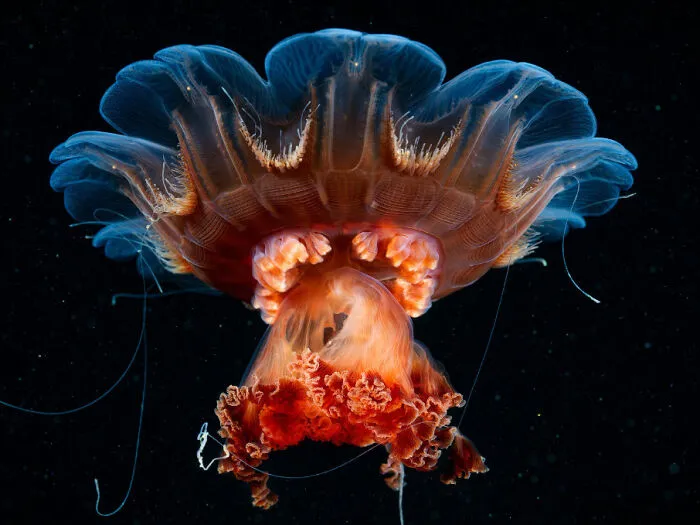 "Cyanea Capillata" By Alexander Semenov