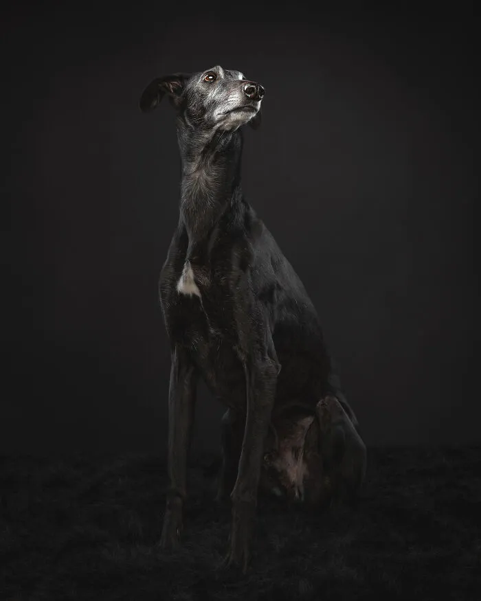 How Adopting A Galgo Español Helped Me Find Purpose In Life (33 Pics)