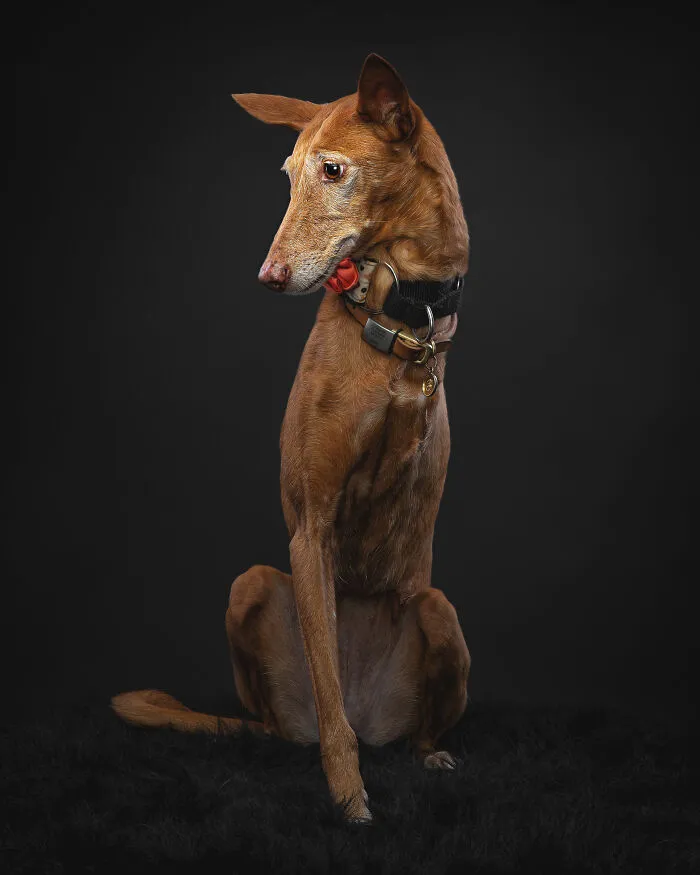 How Adopting A Galgo Español Helped Me Find Purpose In Life (33 Pics)