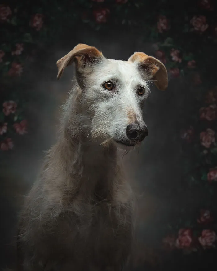 How Adopting A Galgo Español Helped Me Find Purpose In Life (33 Pics)