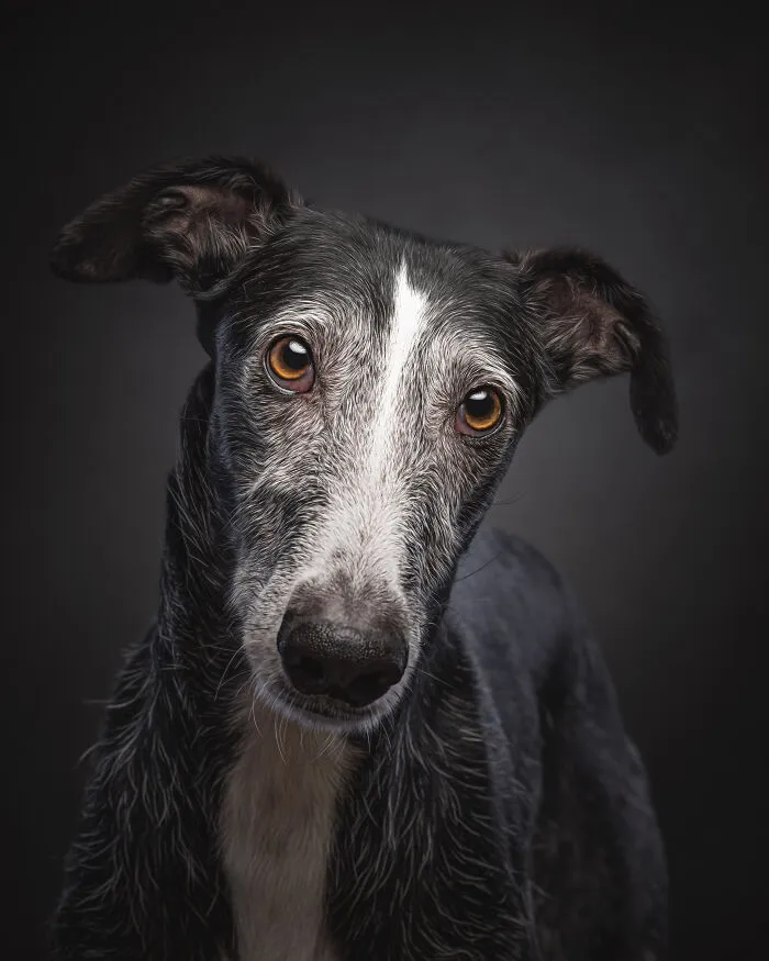 How Adopting A Galgo Español Helped Me Find Purpose In Life (33 Pics)