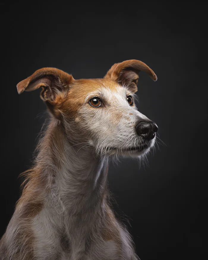 How Adopting A Galgo Español Helped Me Find Purpose In Life (33 Pics)