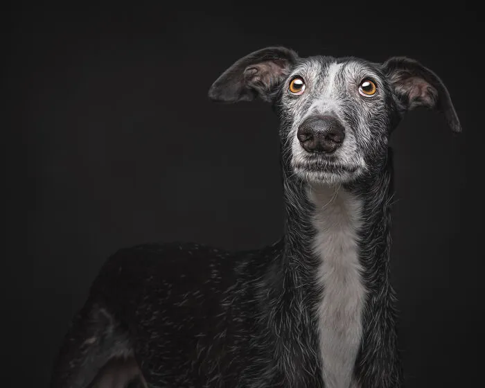 How Adopting A Galgo Español Helped Me Find Purpose In Life (33 Pics)